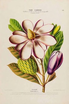 Magnolia dodecapetala Bwapen mawon Magnolia dodecapetala Bwapen mawon